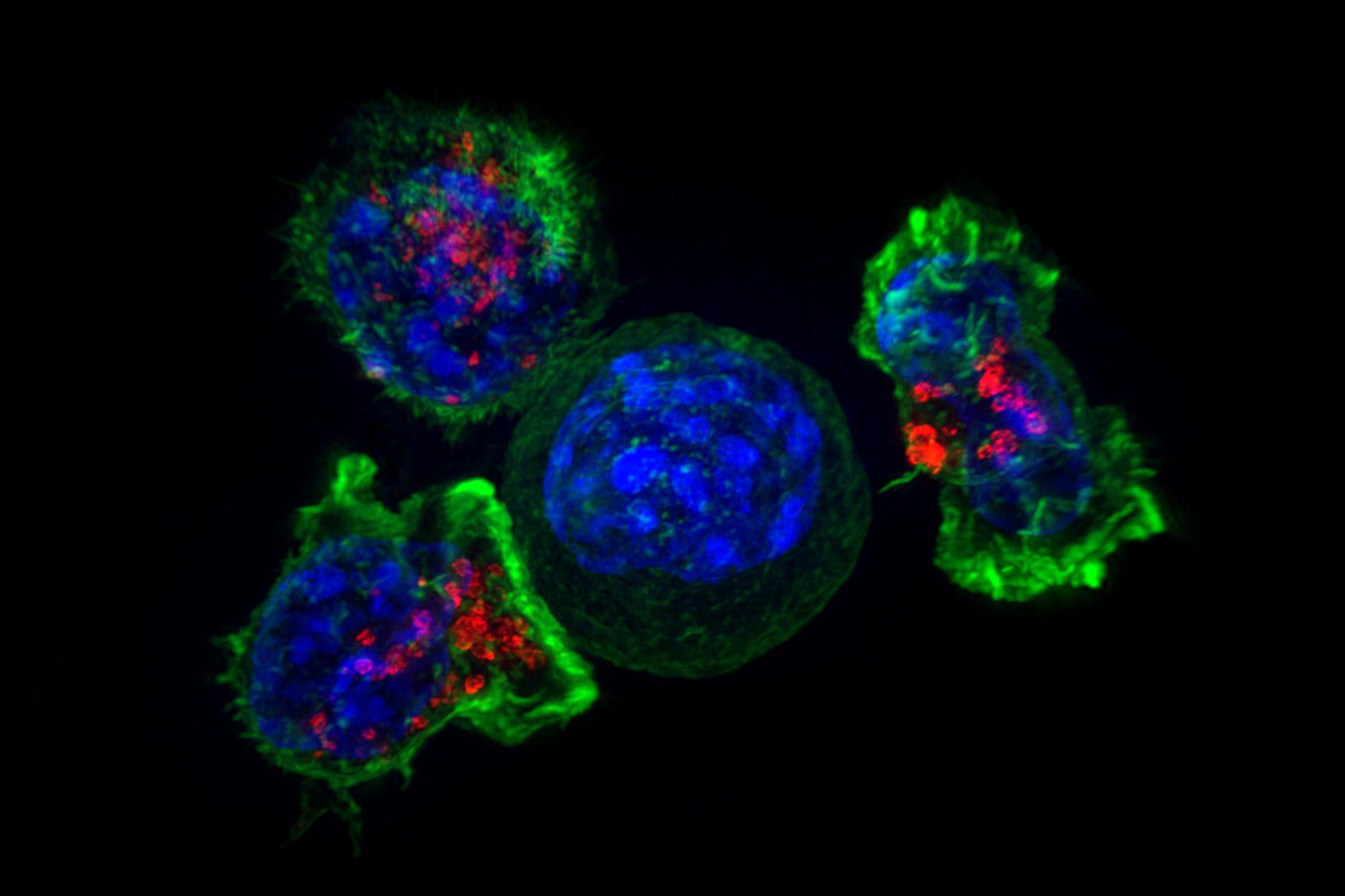 Proteine buttafuori proteggono il nucleo delle cellule dai virus