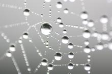More Water Droplets on spider web