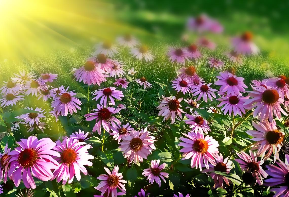 Beautiful pink flowers on a sunny day