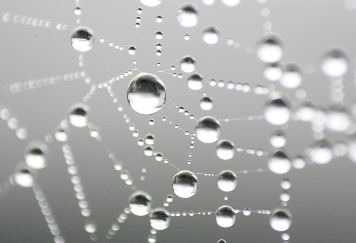More Water Droplets on spider web